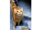 Adopt Wesson 123636 a Orange or Red Domestic Shorthair (short coat) cat in