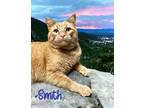 Adopt Smith 123636 a Orange or Red Domestic Shorthair (short coat) cat in