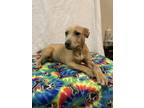 Adopt Vance a Tan/Yellow/Fawn American Pit Bull Terrier / Mixed dog in