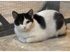 Adopt Roo a White Domestic Shorthair / Domestic Shorthair / Mixed cat in