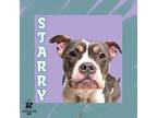 Adopt Starry a Gray/Blue/Silver/Salt & Pepper Mixed Breed (Medium) / Mixed dog