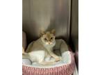 Adopt Ivy a White Siamese / Domestic Shorthair / Mixed cat in Lufkin