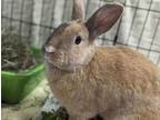 Adopt Demi a Fawn Satin / Satin / Mixed (short coat) rabbit in Edmonton