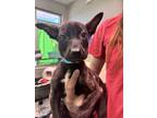 Adopt Nick a Brindle Shepherd (Unknown Type) / Mixed Breed (Medium) / Mixed