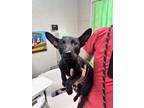 Adopt Nelson a Black Shepherd (Unknown Type) / Mixed Breed (Medium) / Mixed