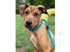 Adopt Knickknack a Brown/Chocolate Shepherd (Unknown Type) / Mixed Breed