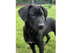 Adopt Thingamabob a Black Shepherd (Unknown Type) / Mixed dog in San Antonio
