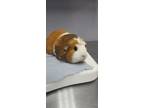 Adopt Sevy a Cream Guinea Pig / Guinea Pig / Mixed (short coat) small animal in