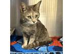 Adopt 18771 a Domestic Shorthair / Mixed cat in Covington, GA (41375038)