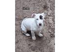 Adopt OPAL a White - with Brown or Chocolate Dachshund / Boxer / Mixed dog in