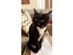 Adopt Fansee a Black & White or Tuxedo Siamese / Mixed (short coat) cat in