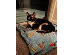 Adopt Rosie a Tortoiseshell Domestic Shorthair / Mixed (short coat) cat in