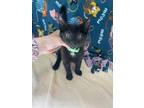 Adopt Oakley a Domestic Shorthair / Mixed cat in Oakland, NJ (41374873)