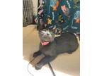 Adopt Ember a Domestic Shorthair / Mixed cat in Oakland, NJ (41374872)