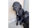 Adopt Reggie 30125 a Black Labrador Retriever dog in Joplin, MO (41374950)