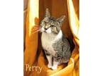 Adopt Perry 123394 a Domestic Shorthair (short coat) cat in Joplin
