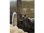 Adopt Jane a Gray or Blue Domestic Shorthair / Domestic Shorthair / Mixed cat in