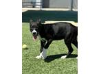 Adopt Marty a Black Shepherd (Unknown Type) / Mixed Breed (Medium) / Mixed