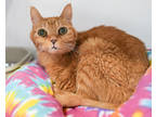 Adopt Lillee a Orange or Red Domestic Shorthair / Domestic Shorthair / Mixed cat
