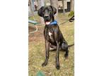 Adopt Arlo a Black Great Dane / Mixed dog in Voorhees, NJ (38948851)