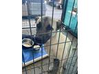Adopt Boomer a Brindle Shepherd (Unknown Type) / Mixed Breed (Medium) / Mixed