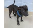 Adopt 5/10/24 a Black American Pit Bull Terrier / Mixed dog in Wichita Falls