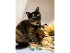 Adopt Mee Maw 29810 a All Black Domestic Shorthair (short coat) cat in Joplin