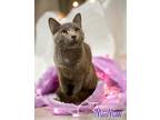 Adopt Moo Maw 29802 a Gray or Blue Domestic Shorthair (short coat) cat in
