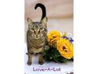 Adopt Love-a-lot 30187 a Domestic Shorthair (short coat) cat in Joplin