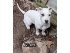 Adopt PEARL a White - with Gray or Silver Dachshund / Boxer / Mixed dog in
