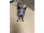 Adopt Finch a Black Australian Cattle Dog / Mixed dog in Fort Worth