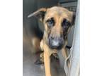 Adopt Riley a Black German Shepherd Dog / Mixed dog in Fort Worth, TX (41374908)
