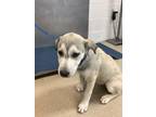 Adopt Rory a Tan/Yellow/Fawn German Shepherd Dog / Mixed dog in Fort Worth