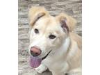 Adopt Chance a Labrador Retriever / Golden Retriever / Mixed dog in Neillsville