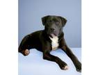 Adopt Saginaw Seven: Rory a Black - with White Labrador Retriever / Boxer dog in