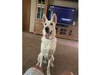 Adopt Axel a White German Shepherd Dog / Mixed dog in Dickinson, TX (41142044)