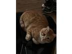Adopt Toge a Orange or Red Tabby Domestic Shorthair / Mixed (short coat) cat in