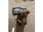 Adopt Kisses a Brown/Chocolate Labrador Retriever / Mixed dog in Oklahoma City