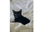 Adopt Nebula a All Black American Shorthair / Mixed (medium coat) cat in Los