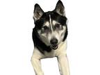 Adopt Oreo a Black - with White Husky / Alaskan Malamute / Mixed dog in