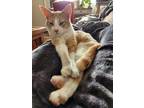 Adopt Melvin a Orange or Red (Mostly) Domestic Shorthair / Mixed (short coat)
