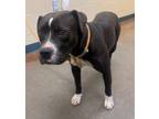 Adopt Geneva a Black American Pit Bull Terrier / Mixed dog in Independence