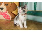 Adopt Cherry a Calico or Dilute Calico Domestic Shorthair (short coat) cat in