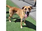 Adopt Quirky a German Shepherd Dog / Mixed dog in Topeka, KS (41262631)