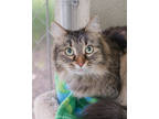 Adopt Perla a Brown or Chocolate Domestic Longhair / Domestic Shorthair / Mixed