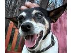 Adopt Moo Moo a Black Rat Terrier / Mixed Breed (Medium) / Mixed (short coat)