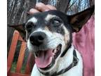 Adopt Moo Moo a Black Rat Terrier / Mixed dog in Batavia, OH (41262074)
