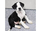 Adopt Wrex a Black Labrador Retriever / Mixed dog in Atlanta, GA (40439232)