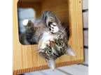 Adopt Wkabi a Gray or Blue Domestic Shorthair / Domestic Shorthair / Mixed cat