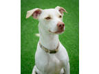 Adopt Bud a White Labrador Retriever / American Pit Bull Terrier / Mixed (short